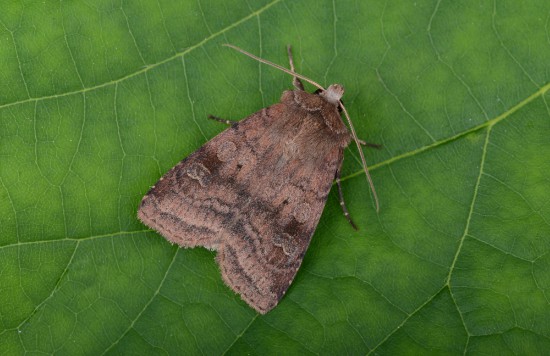 Cómo atraer insectos polinizadores como la polilla nocturna
