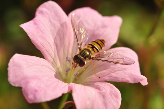 Cómo atraer insectos polinizadores como los sírfidos