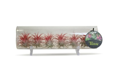 Clavel del aire en cristal