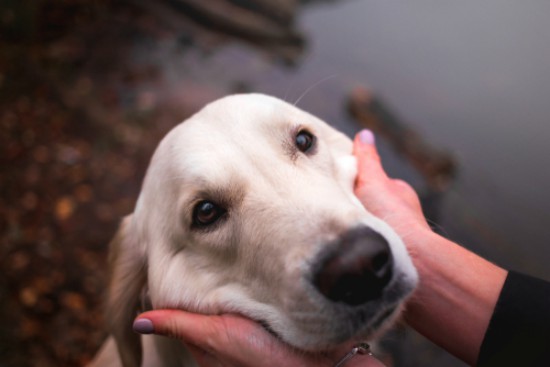Ventajas de hacer deporte con tu perro