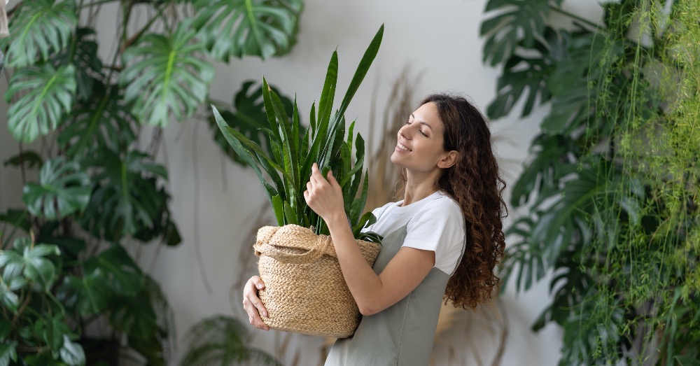 7 Plantas antiestrés para cualquier espacio
