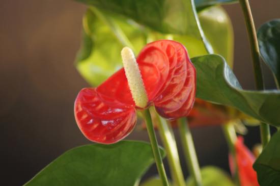 Anthurium rojo