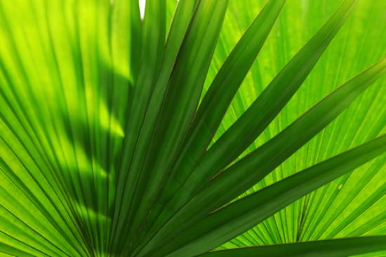 Hojas de la livistona rotundifolia