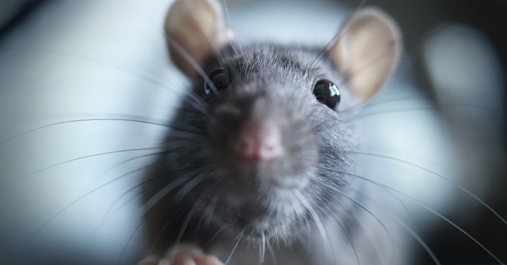 Cómo adiestrar a una rata con refuerzo positivo Cómo adiestrar a una rata con refuerzo positivo