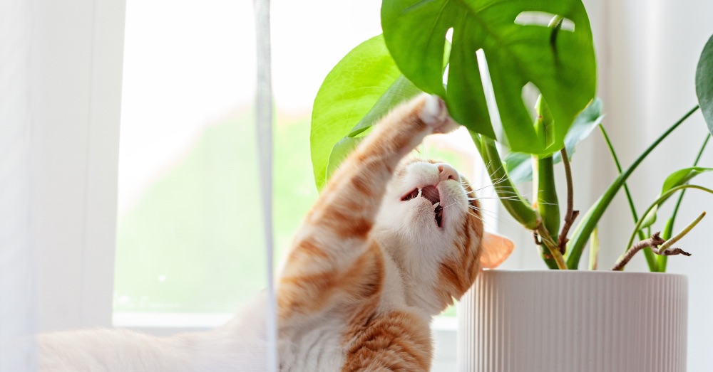 Plantas tóxicas para gatos: conócelas para cuidar de tu felino