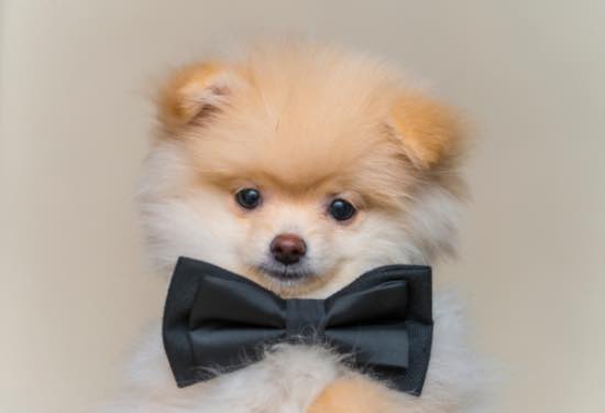 Disfraces para mascotas minimalistas