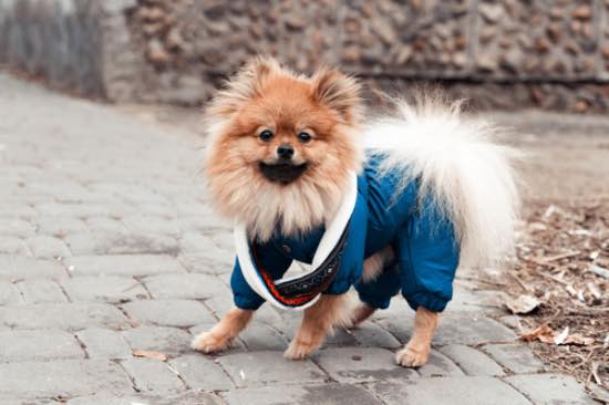 Perro con impermeable