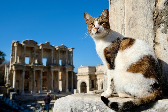 La historia del gato en la antigua Roma.