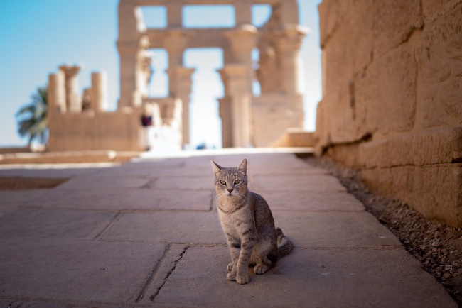El gato en el antiguo Egipto.