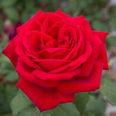 Cómo plantar arbustos para jardín como el rosal