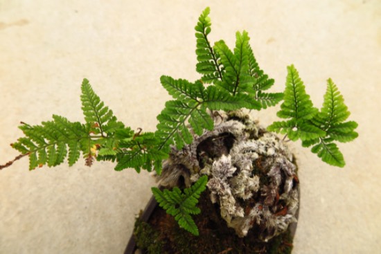 Davallia, un helecho perteneciente a las plantas prehistóricas