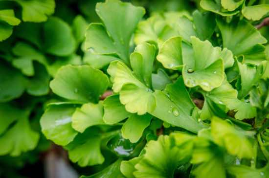 Hojas de Ginkgo biloba