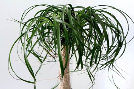Beaucarnea