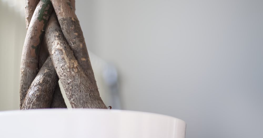 Easy Care: plantas fáciles de cuidar ¡y hermosas!