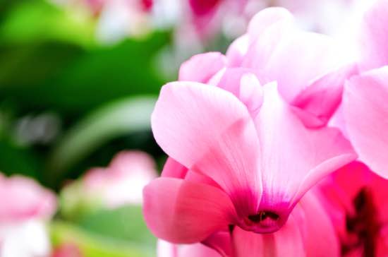 Cyclamen, una de las plantas tóxicas para perros