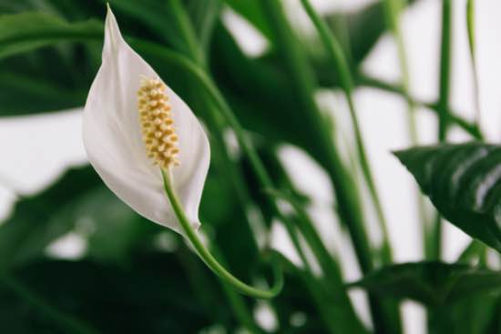 Spathiphyllum, una de las plantas tóxicas para perros