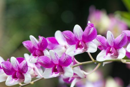 La luz más adecuada para las orquídeas cymbidium