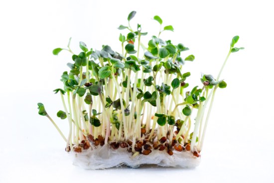 Germinados para canarios