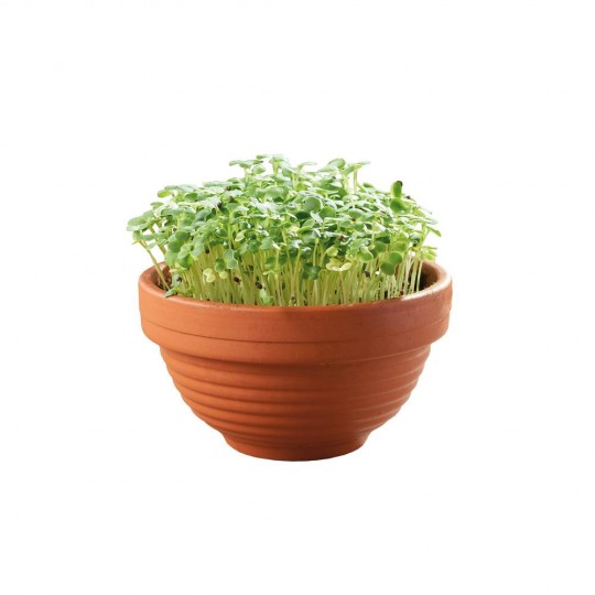 Maceta para brotes