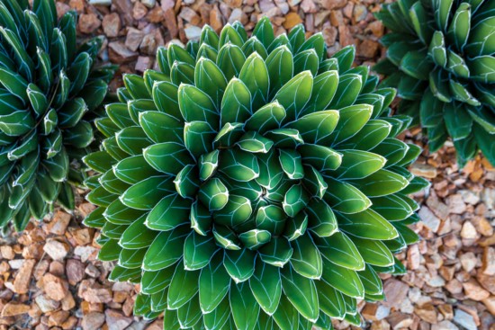 Agave