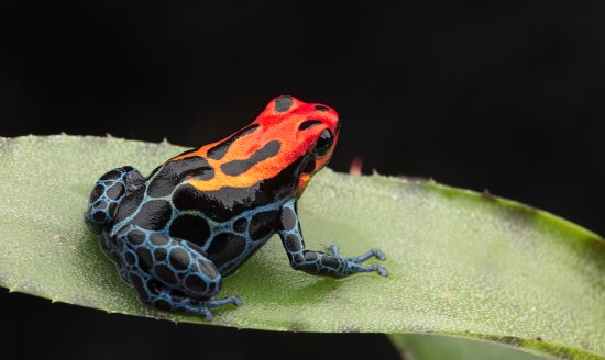 Acuaterrario, uno de los tipos de acuarios