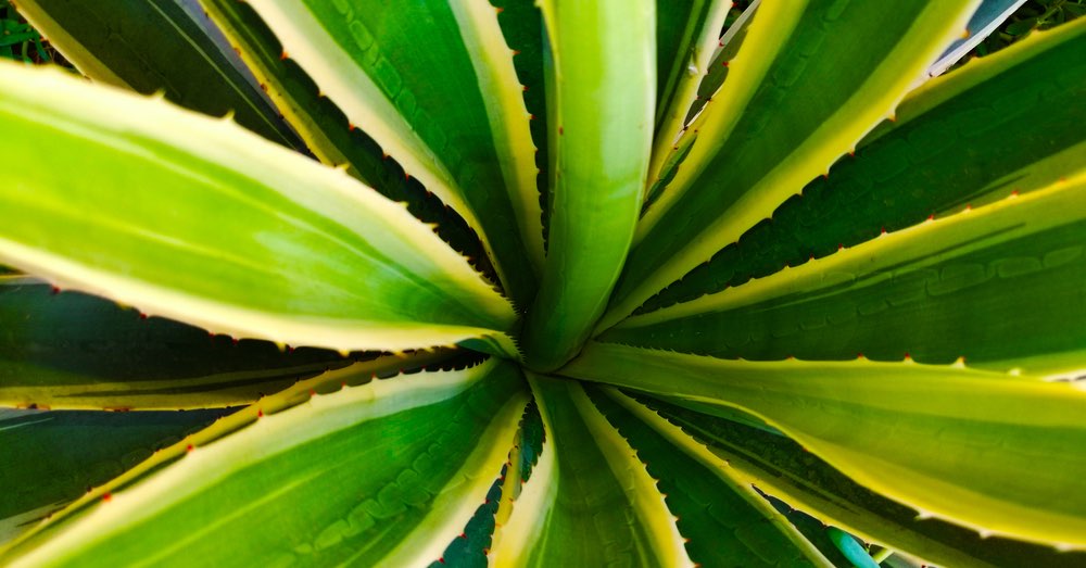 Cuidados de la yucca jewel