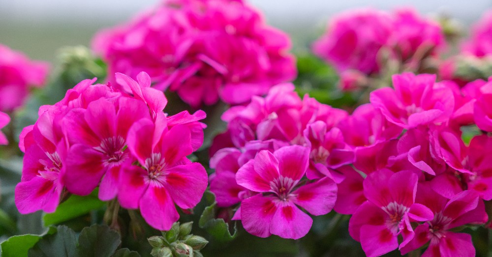 Hojas amarillas del geranio: ¿qué está pasando?