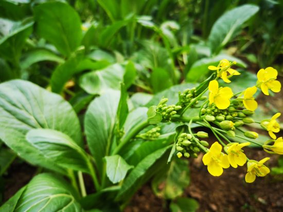 Cómo planificar la rotación de cultivos en el huerto