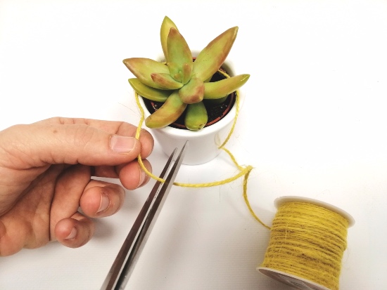 Plantas para regalar en bodas originales