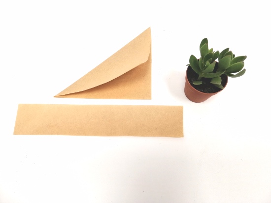 Primer paso para preparar estas plantas para regalar en bodas