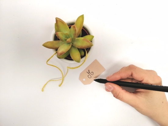 Preparar plantas para regalar en bodas