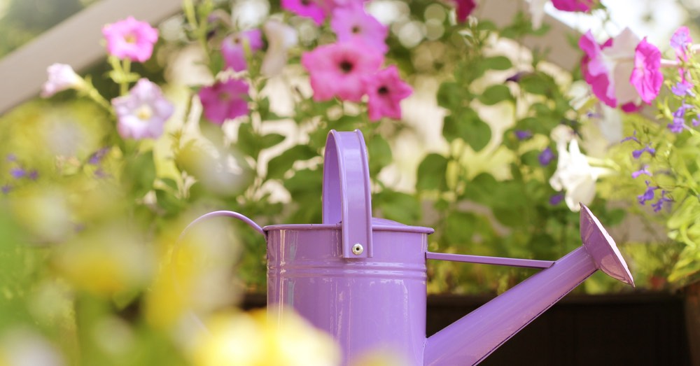 7 plantas de verano con flor para cualquier espacio