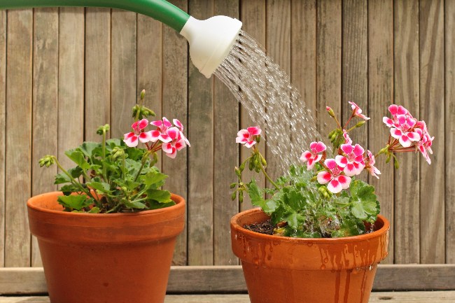 La falta de riego, uno de los motivos de las hojas amarillas del geranio