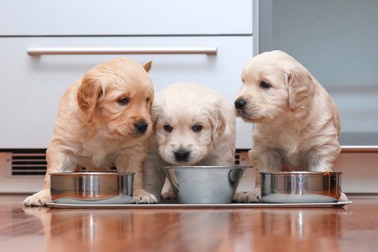 Elegir la mejor alimentación para perros cachorros
