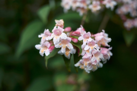Abelia en flor