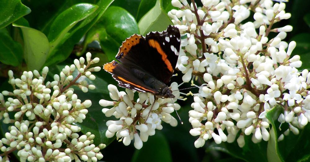 Cuidados de la abelia