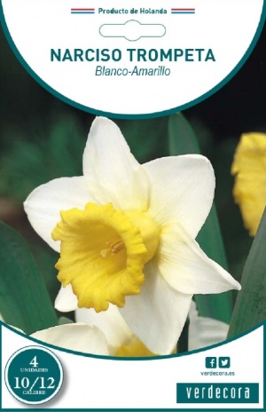 Bulbos de narciso trompeta marca Verdecora