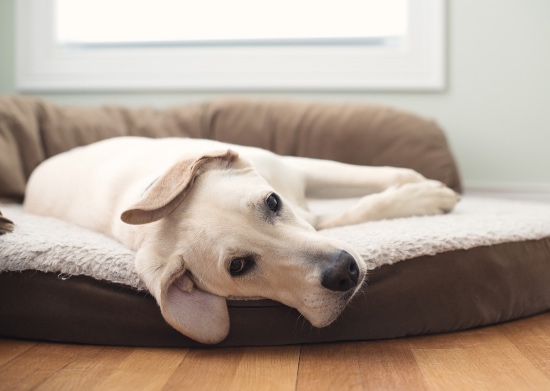 Golden retriever en cama
