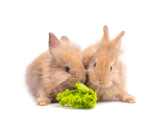 Verduras en la dieta del conejo