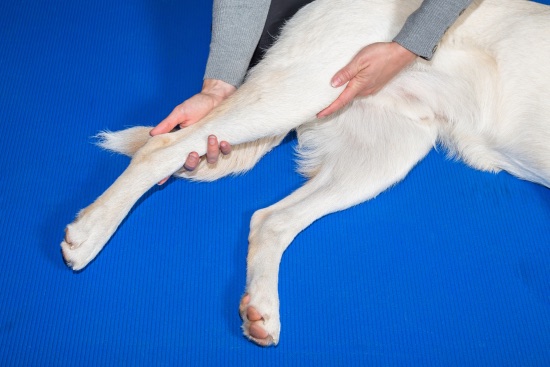 Masajes para paliar la artrosis en perros