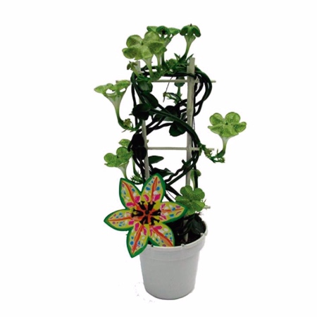 Ceropegia Sandersonii