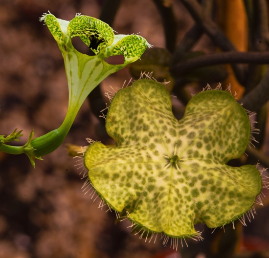 Flor de la ceropegia sandersonii