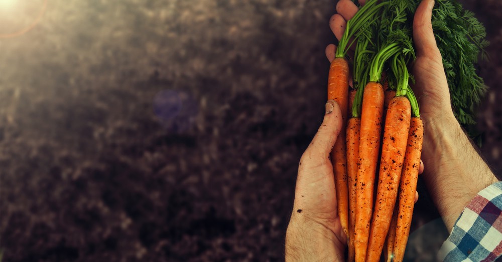 Cómo combatir la mosca de la zanahoria