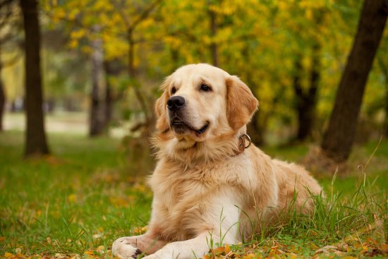 Cómo detectar la artrosis en perros