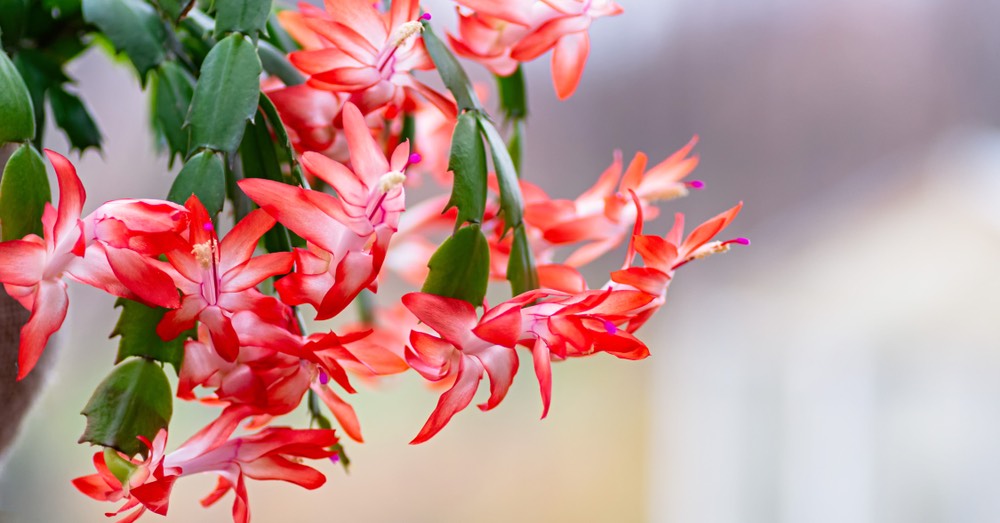 5 plantas rojas para decorar tu casa en Navidad