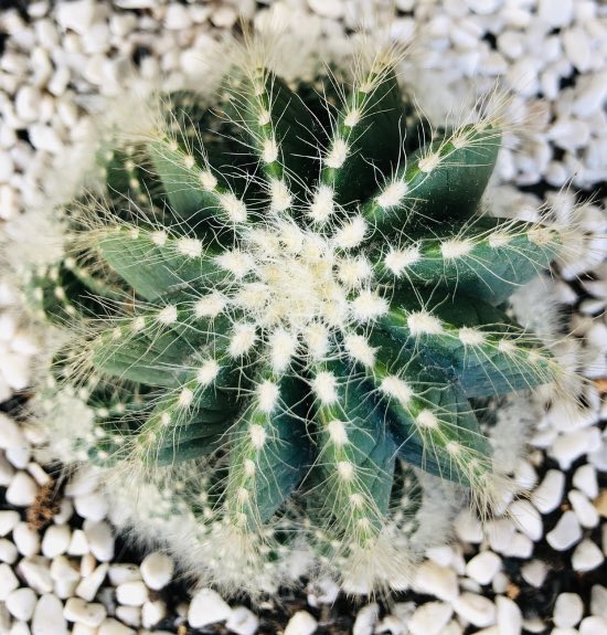 Beneficios del acolchado de las suculentas