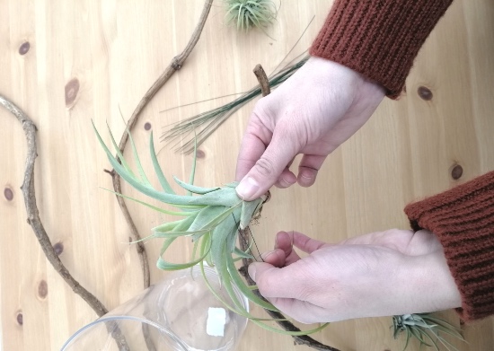 Pasos para hacer esta decoración con clavel del aire