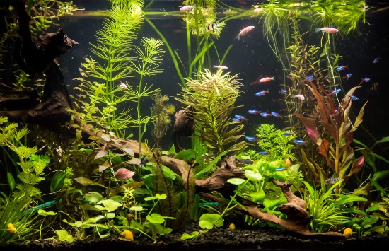 Cómo evitar las enfermedades de los peces de acuario