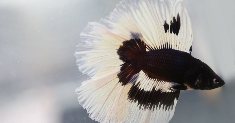 Prevenir enfermedades de los peces de acuario