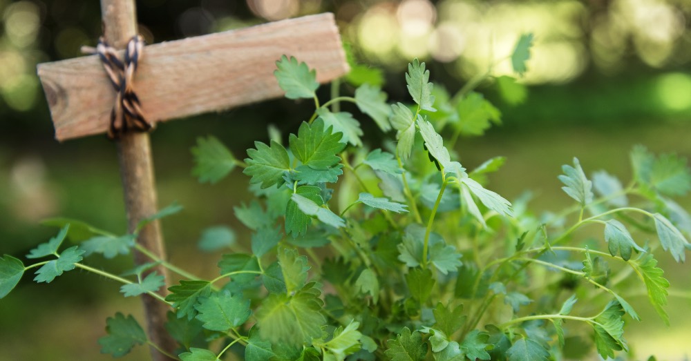 Cómo hacer un jardín sostenible de bajo mantenimiento